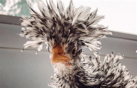 Posted on October 15, 2021 by The Happy Chicken Coop Table of Contents What, you may ask, is a frizzle It is most definitely a chicken, but a chicken with a very unusual look. . Frizzle chickens for sale